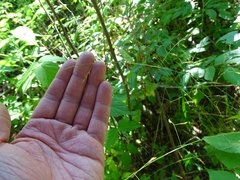Poa saltuensis