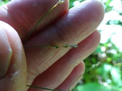 Poa saltuensis