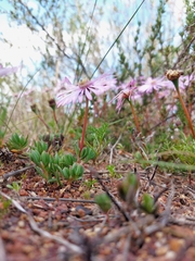 Lampranthus debilis