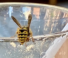 Vespula germanica