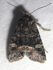 Lacinipolia sharonae