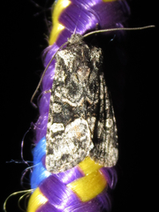 Lacinipolia sharonae