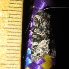 Lacinipolia sharonae