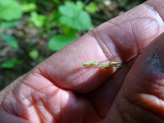 Poa saltuensis