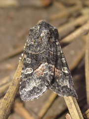 Lacinipolia sharonae