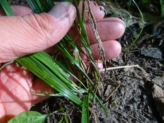 Poa saltuensis