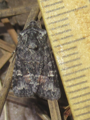 Lacinipolia sharonae