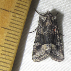 Lacinipolia sharonae