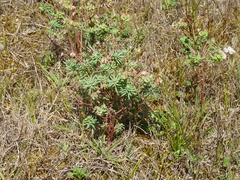 Euphorbia portlandica