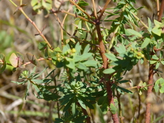 Euphorbia portlandica