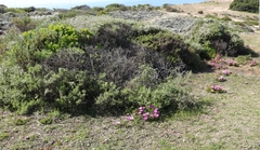 Lampranthus diutinus
