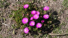 Lampranthus diutinus