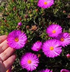 Lampranthus diutinus