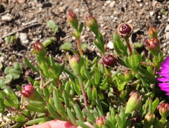 Lampranthus diutinus