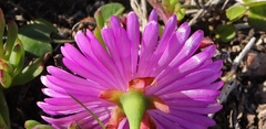 Lampranthus diutinus