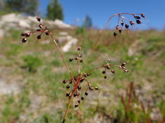 Luzula hitchcockii