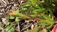 Lampranthus diutinus