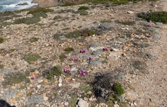 Lampranthus diutinus