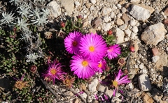 Lampranthus diutinus