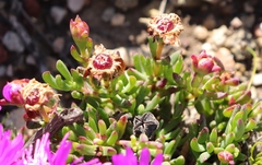 Lampranthus diutinus