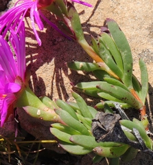 Lampranthus diutinus