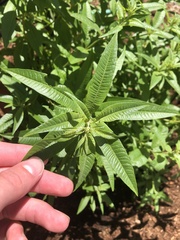 Aloysia citrodora