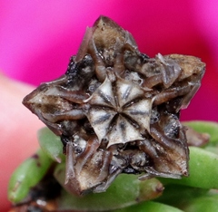 Lampranthus diutinus