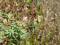 Euphorbia portlandica