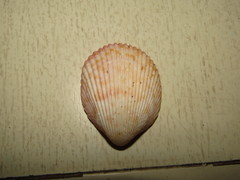 Vasticardium rubicundum