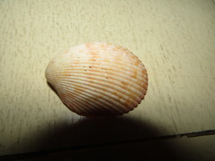 Vasticardium rubicundum