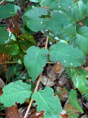 Lonicera hispidula