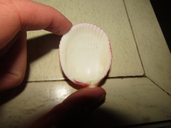 Vasticardium rubicundum