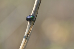 Chrysochares asiaticus