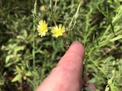 Lactuca saligna