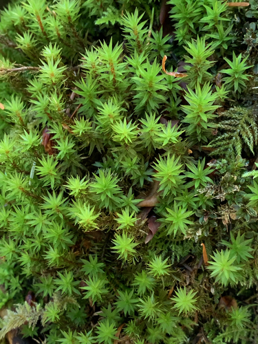Timmia austriaca