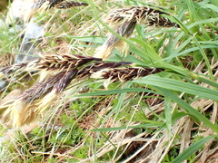 Carex spectabilis