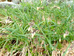 Carex spectabilis