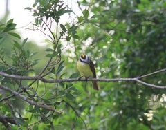 Pitangus sulphuratus