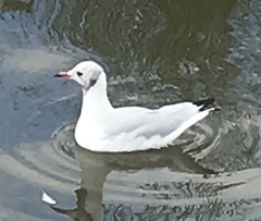 Chroicocephalus ridibundus