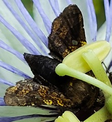 Dysodia granulata