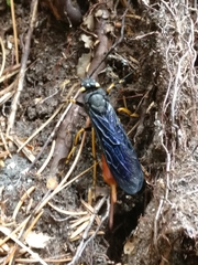 Urocerus cressoni
