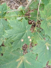 Cristulariella depraedans