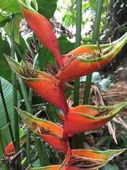 Heliconia bihai