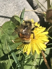 Bombus ternarius