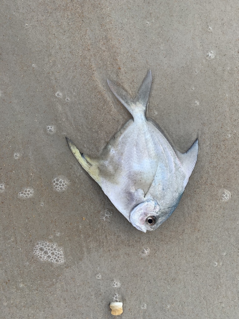 American Harvestfish