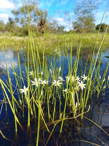 Pauridia aquatica (Pauridia aquatica)