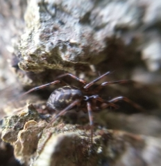 Lepthyphantes minutus