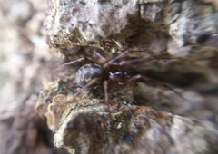 Lepthyphantes minutus