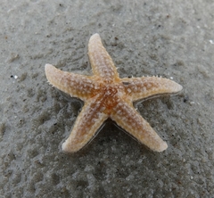 Asterias