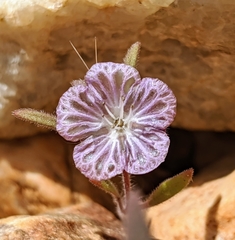Phacelia exilis